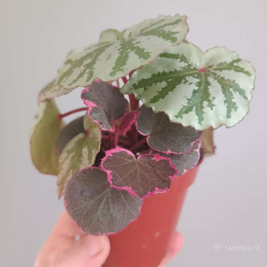 Begonia Temuyuk Silver - nuotraukos Nr. 2
