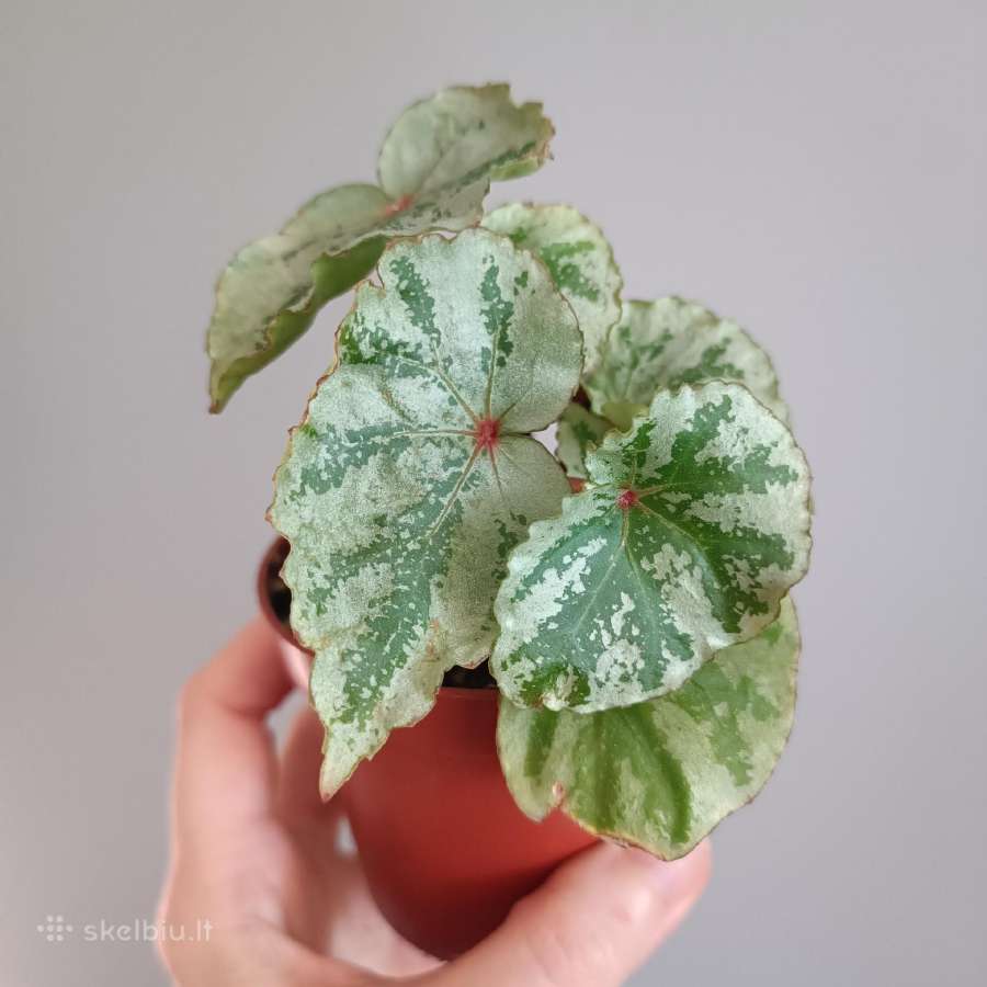 Begonia Temuyuk Silver - nuotraukos Nr. 3