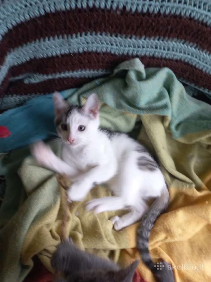 3 mėn.katytė ieško mylinčių namų - nuotraukos Nr. 2