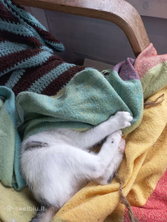 3 mėn.katytė ieško mylinčių namų - nuotraukos Nr. 4