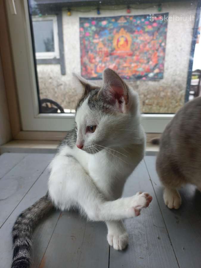 3 mėn.katytė ieško mylinčių namų - nuotraukos Nr. 7