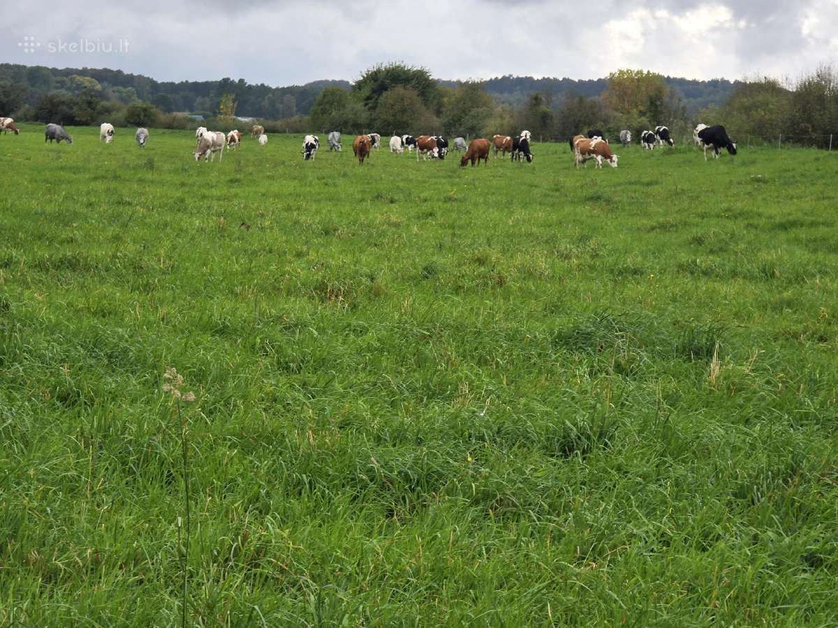 Likviduojamas pieno ukis - nuotraukos Nr. 3