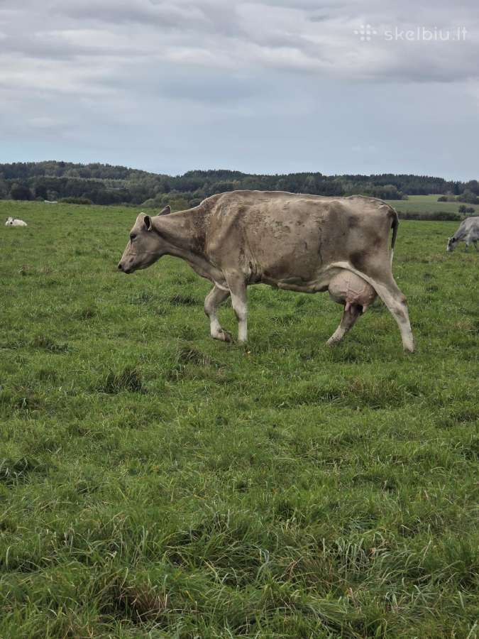 Likviduojamas pieno ukis - nuotraukos Nr. 2
