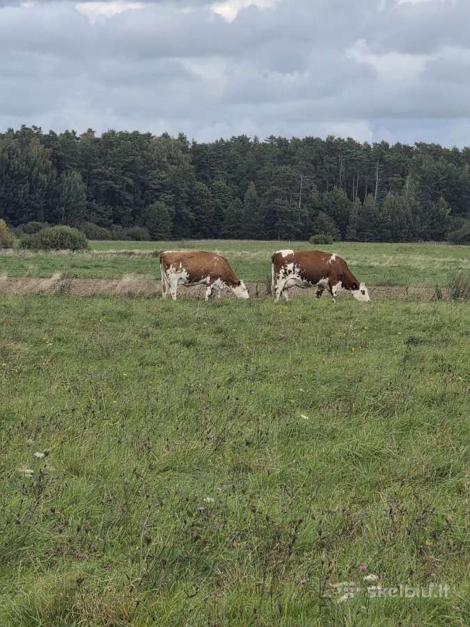 Likviduojamas pieno ukis - nuotraukos Nr. 7