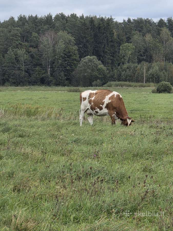 Likviduojamas pieno ukis - nuotraukos Nr. 8