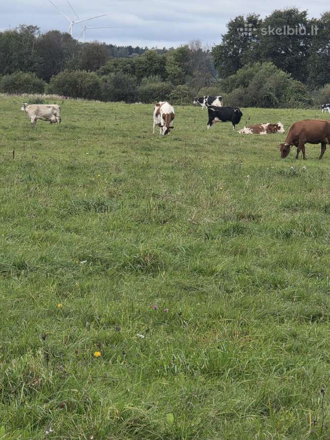 Likviduojamas pieno ukis - nuotraukos Nr. 9