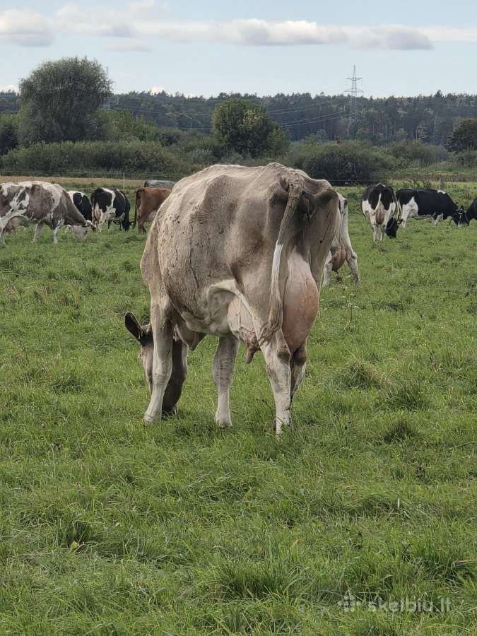 Likviduojamas pieno ukis - nuotraukos Nr. 11