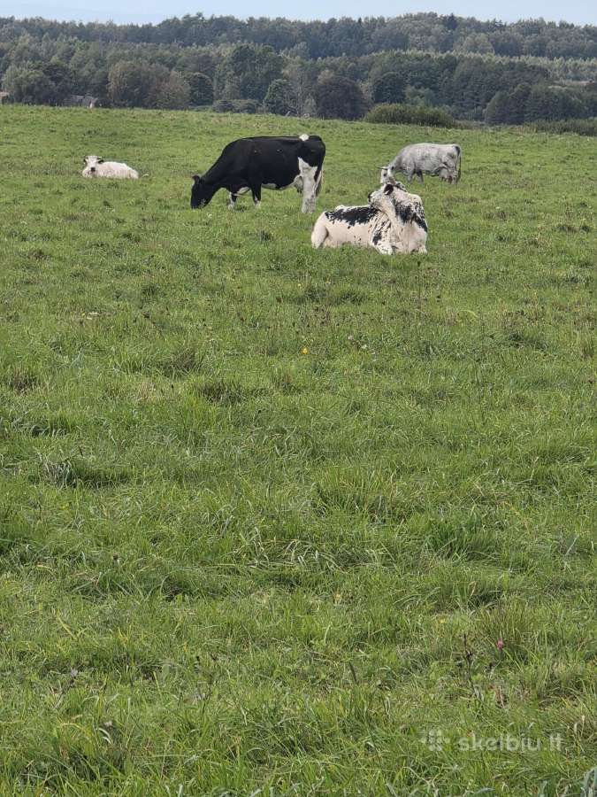 Likviduojamas pieno ukis - nuotraukos Nr. 15