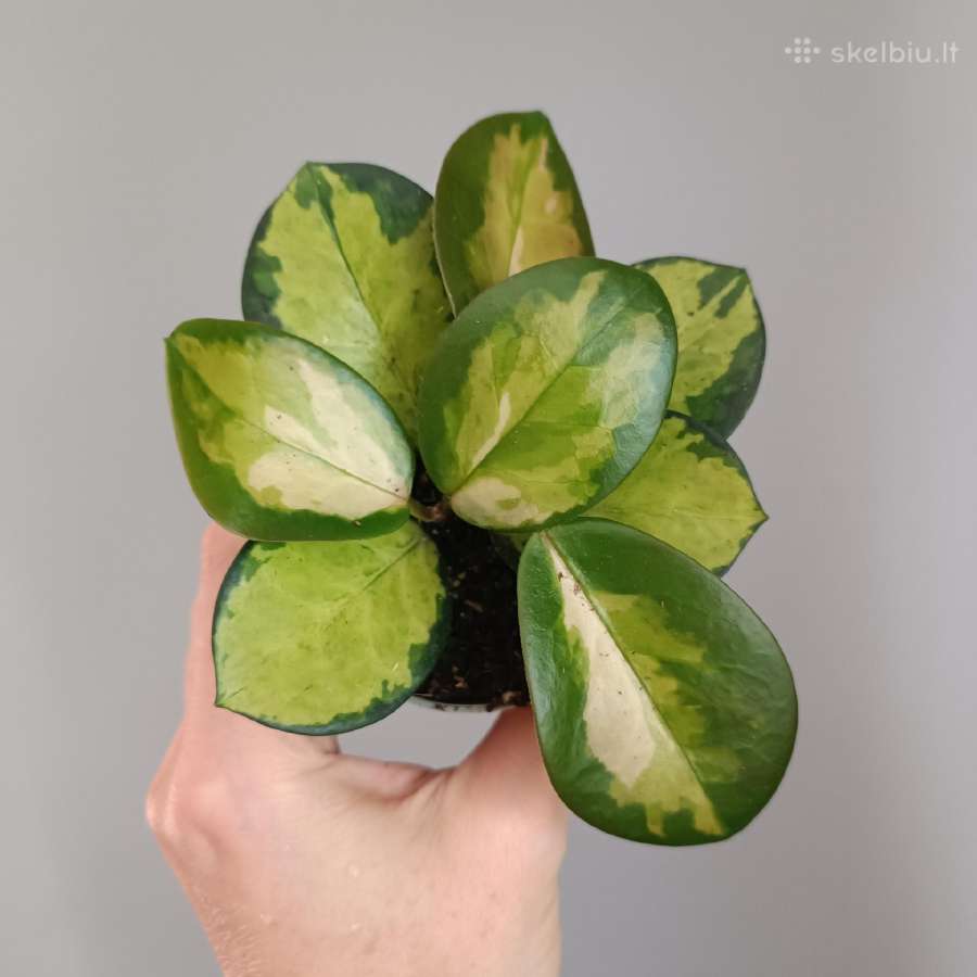 Hoya Australis Tricolor - nuotraukos Nr. 2