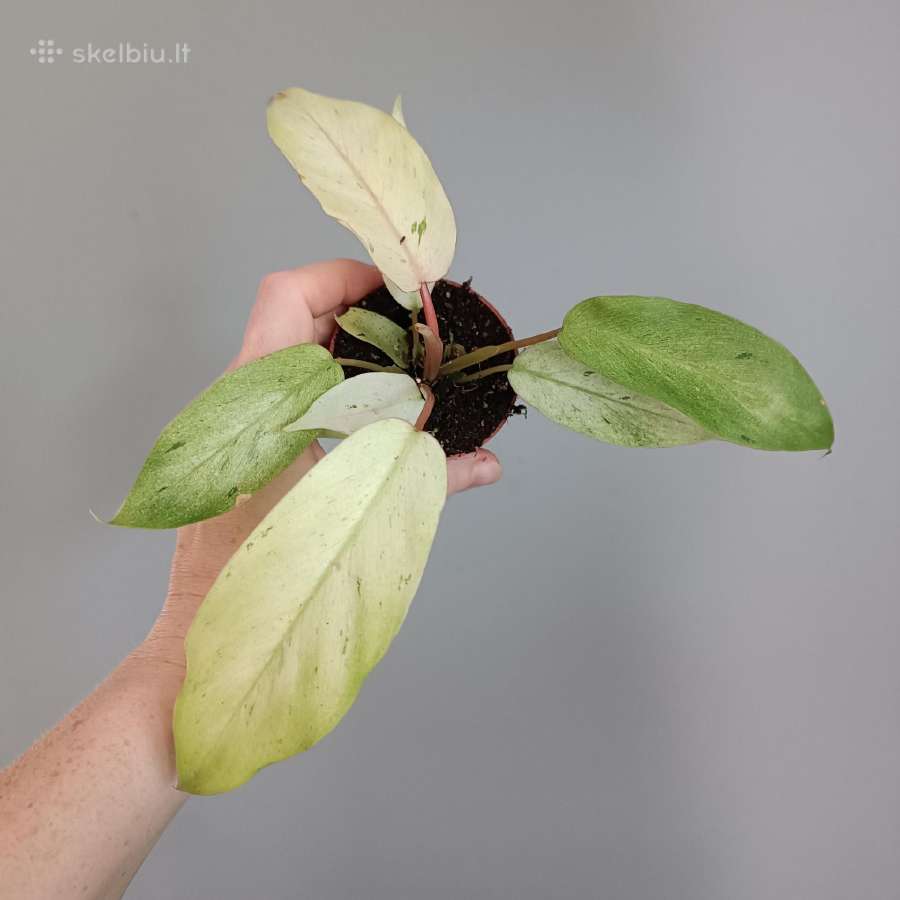 Philodendron Snowdrift - nuotraukos Nr. 3