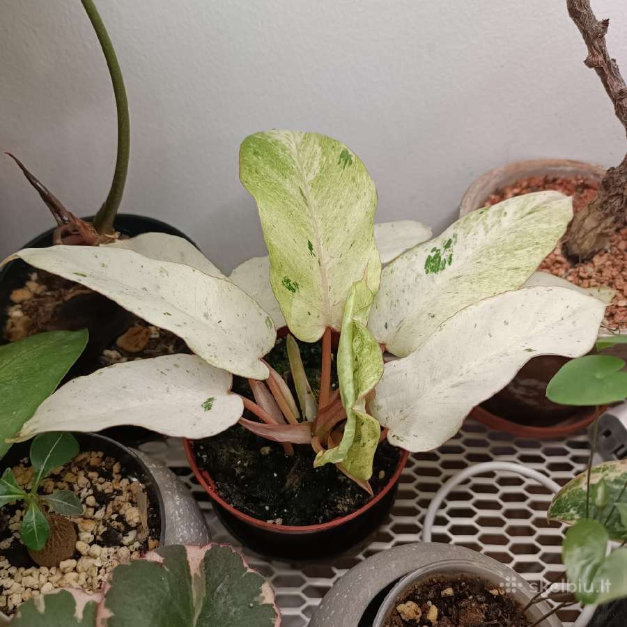 Philodendron Snowdrift - nuotraukos Nr. 2