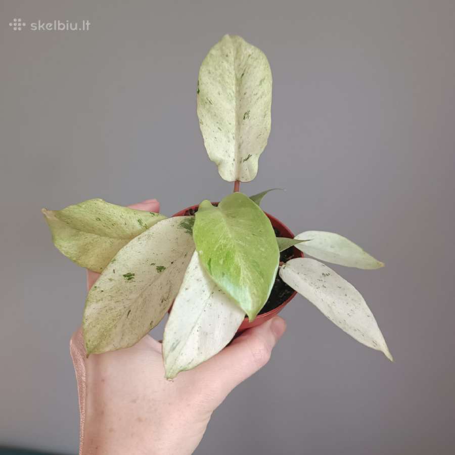 Philodendron Snowdrift - nuotraukos Nr. 4