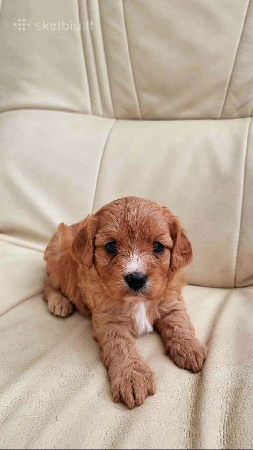 Cavapoo šuniukai nuo kilmingu tevų - nuotraukos Nr. 2