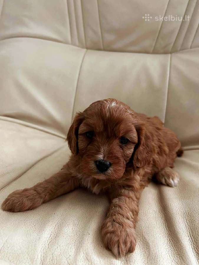 Cavapoo šuniukai nuo kilmingu tevų - nuotraukos Nr. 3