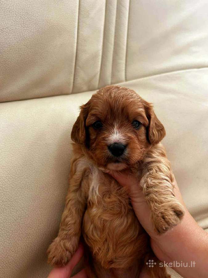 Cavapoo šuniukai nuo kilmingu tevų - nuotraukos Nr. 4