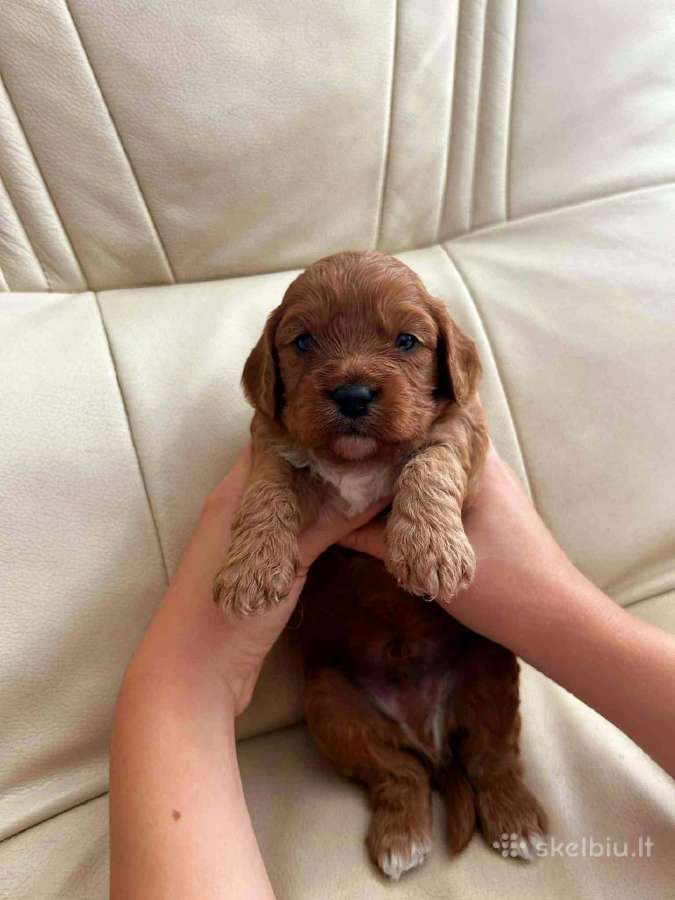 Cavapoo šuniukai nuo kilmingu tevų - nuotraukos Nr. 5