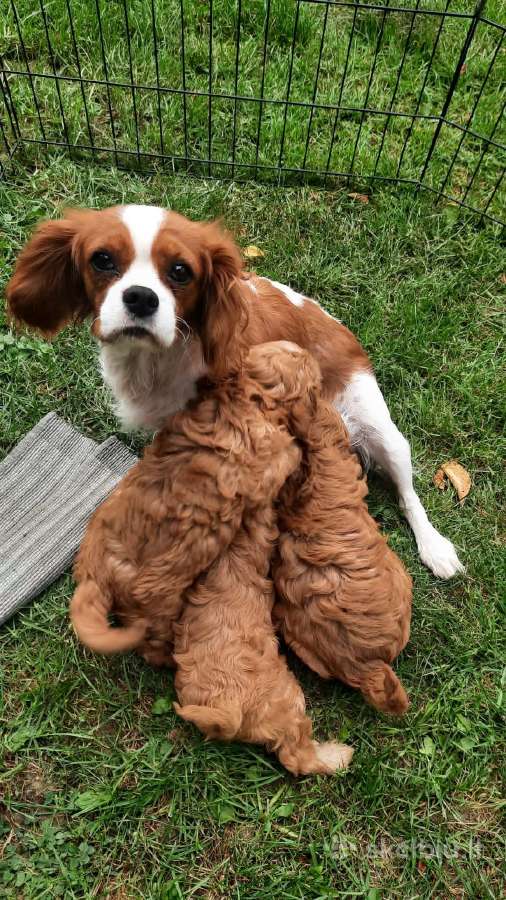 Cavapoo šuniukai nuo kilmingu tevų - nuotraukos Nr. 6