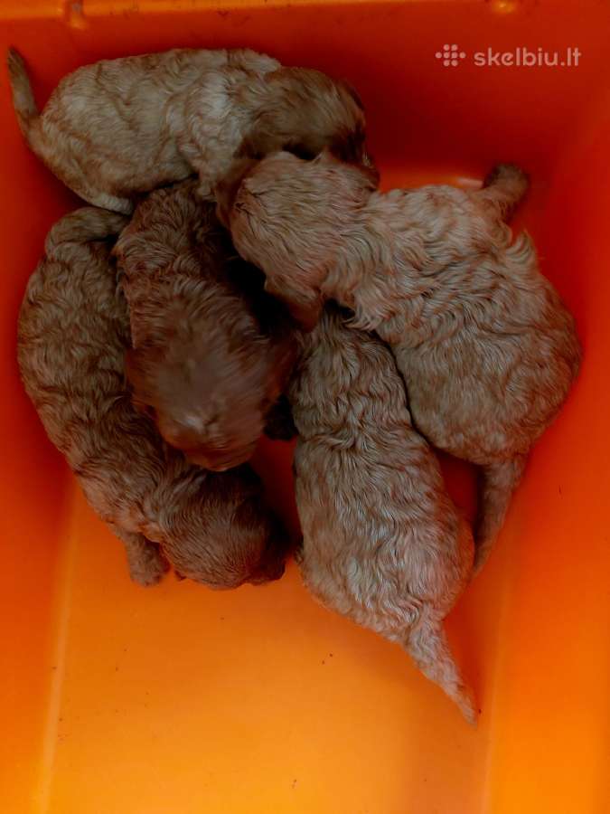 Cavapoo šuniukai nuo kilmingu tevų - nuotraukos Nr. 7