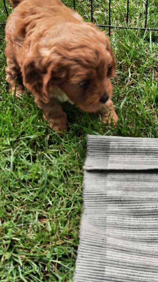 Cavapoo šuniukai nuo kilmingu tevų - nuotraukos Nr. 8