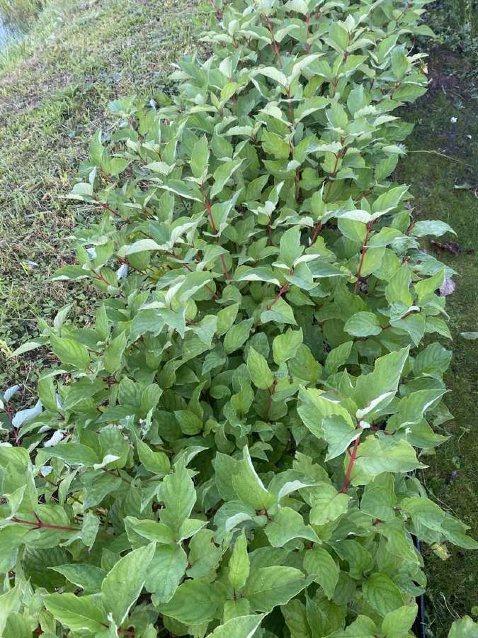 Gyvatvorė: Baltoji sedula, kelis metus formuota - nuotraukos Nr. 2