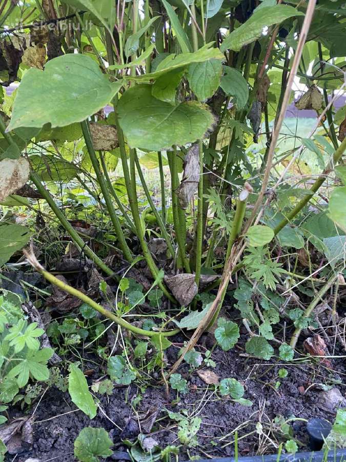 Gyvatvorė: Baltoji sedula, kelis metus formuota - nuotraukos Nr. 3