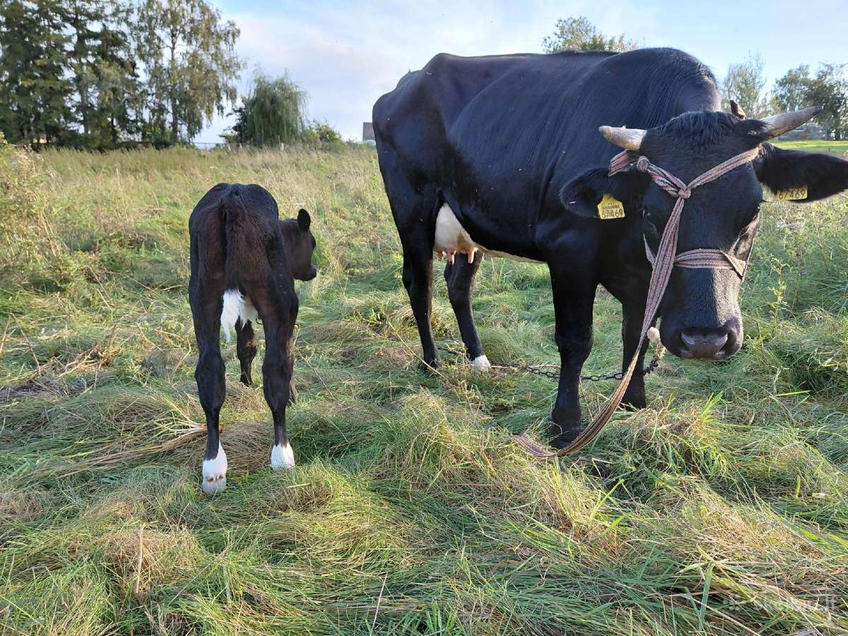 Pirmaveršės karvės su veršeliais. - nuotraukos Nr. 3