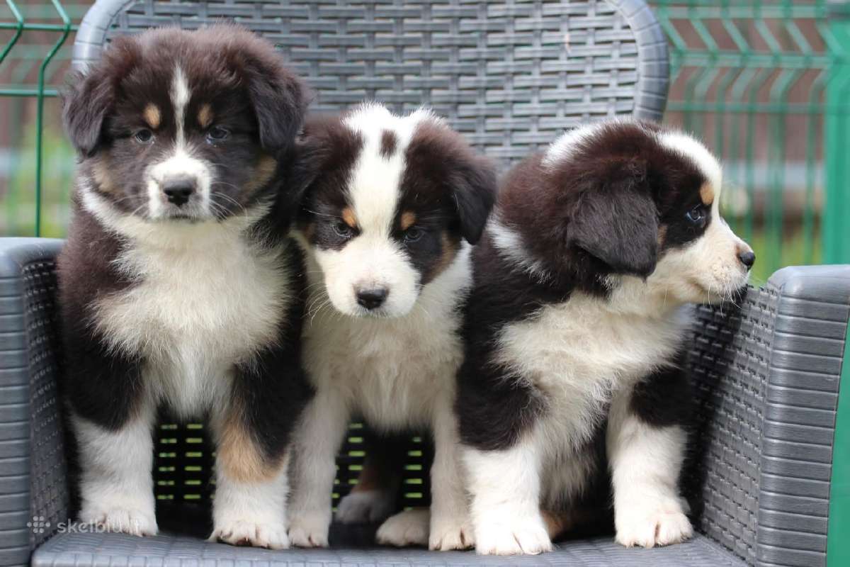 Aussi black tricolor boy&girls - nuotraukos Nr. 2