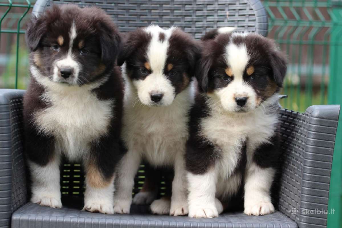 Aussi black tricolor boy&girls - nuotraukos Nr. 3