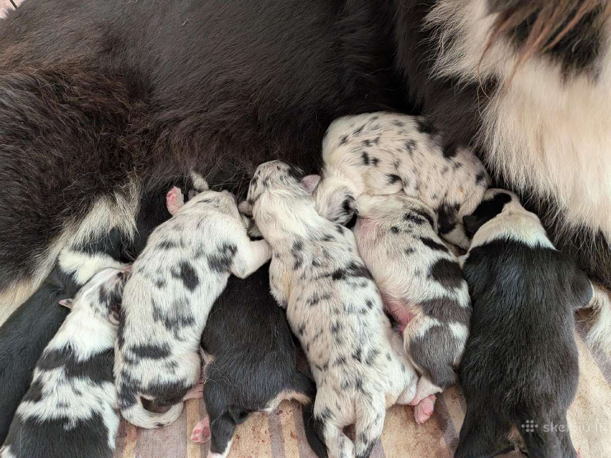 Aussi blue merle boys& girls - nuotraukos Nr. 2