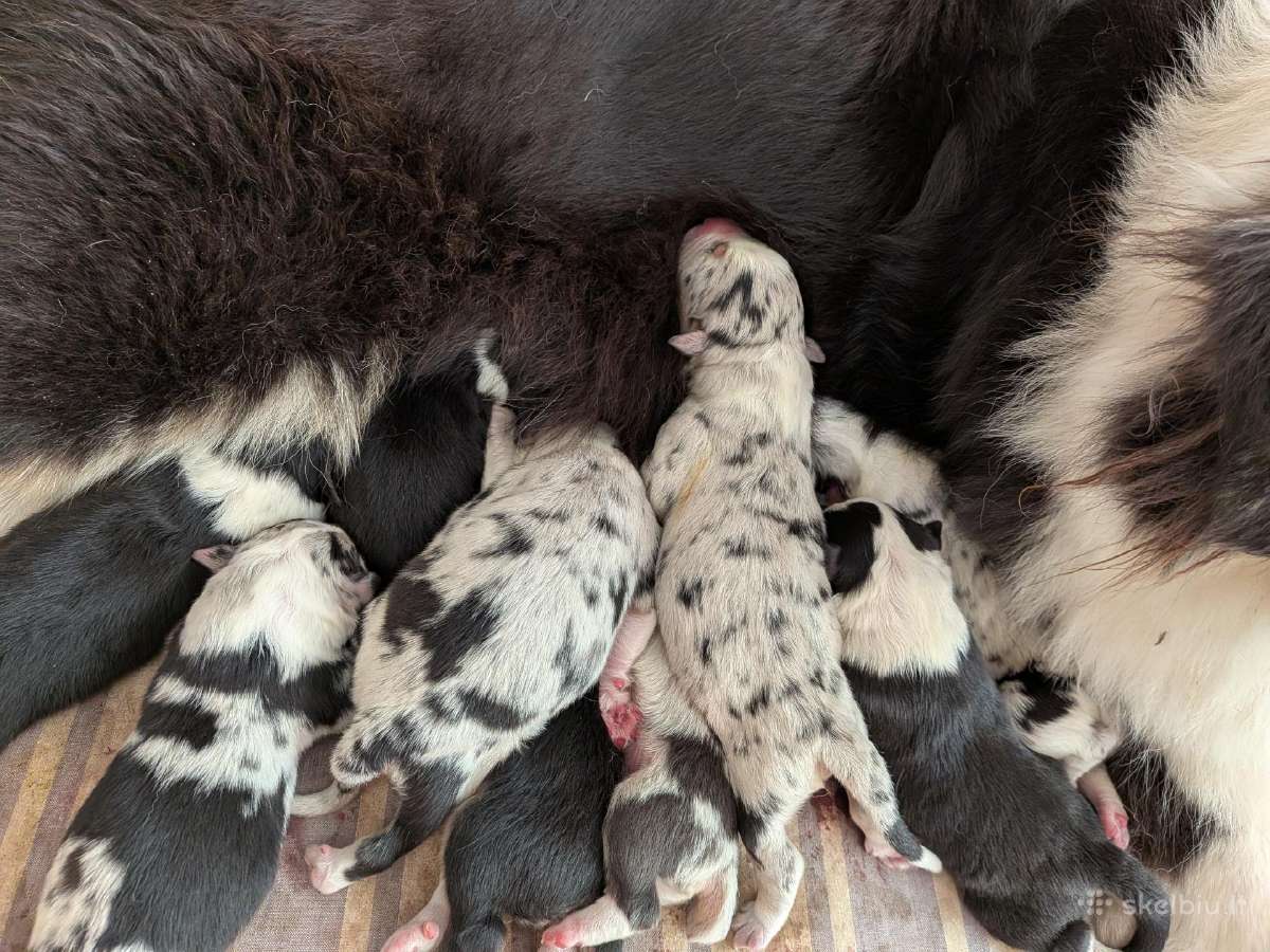 Aussi blue merle boys& girls - nuotraukos Nr. 3