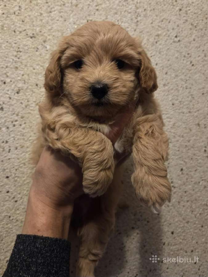 Maltipoo berniukas pasiruošęs vykti į naujus namus - nuotraukos Nr. 5