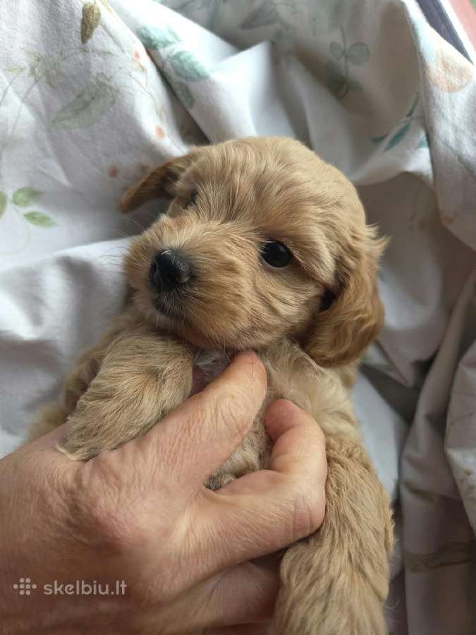 Maltipoo šuniukas ieško namų - nuotraukos Nr. 3