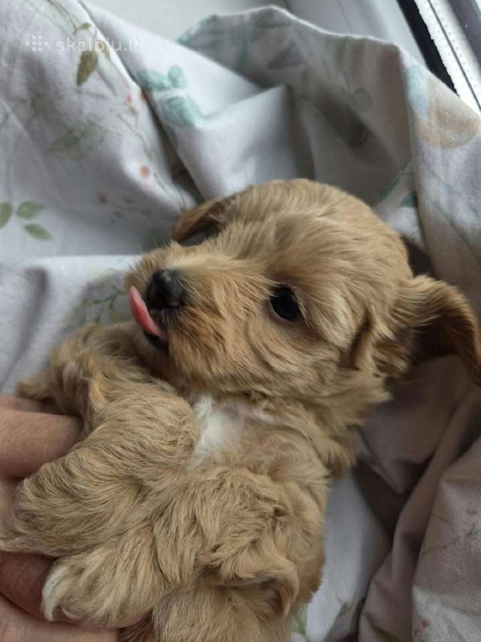 Maltipoo šuniukas ieško namų - nuotraukos Nr. 5