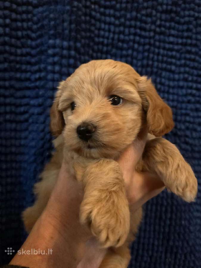Maltipoo šuniukas ieško namų - nuotraukos Nr. 4