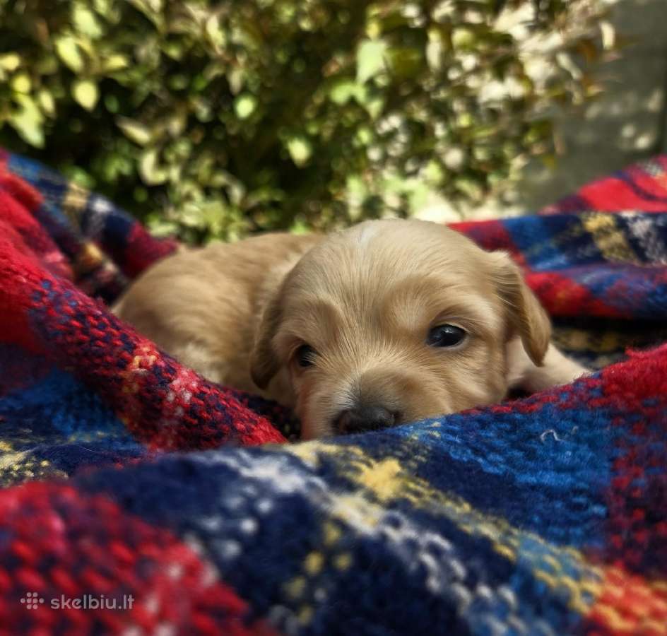 Maltipoo šuniukas ieško namų - nuotraukos Nr. 2