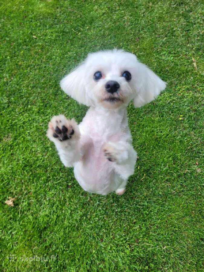 Maltipoo šuniukas ieško namų - nuotraukos Nr. 7