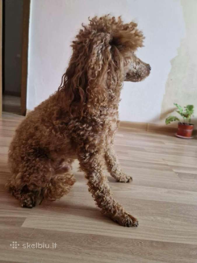 Maltipoo šuniukas ieško namų - nuotraukos Nr. 8