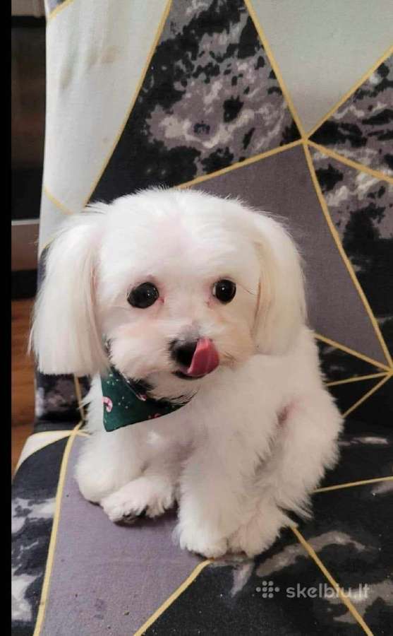 Maltipoo šuniukas ieško namų - nuotraukos Nr. 9