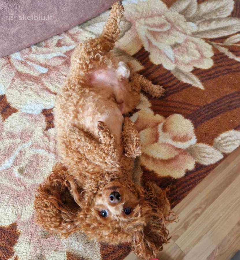 Maltipoo šuniukas ieško namų - nuotraukos Nr. 10
