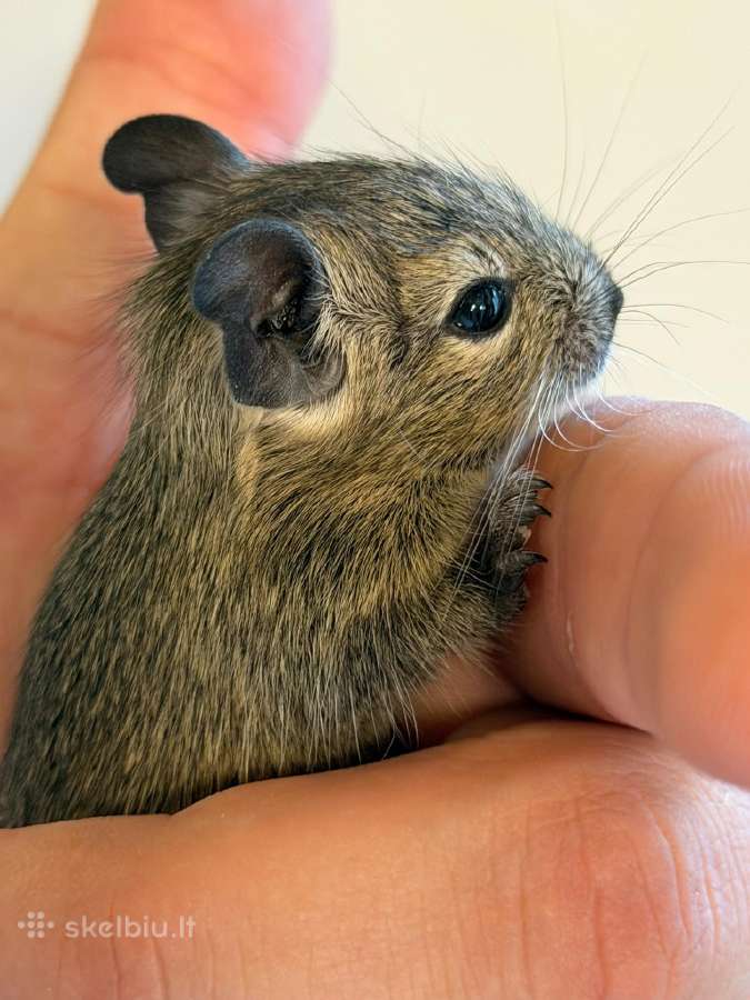 Atiduodama degu mažytė mergaitė - nuotraukos Nr. 2
