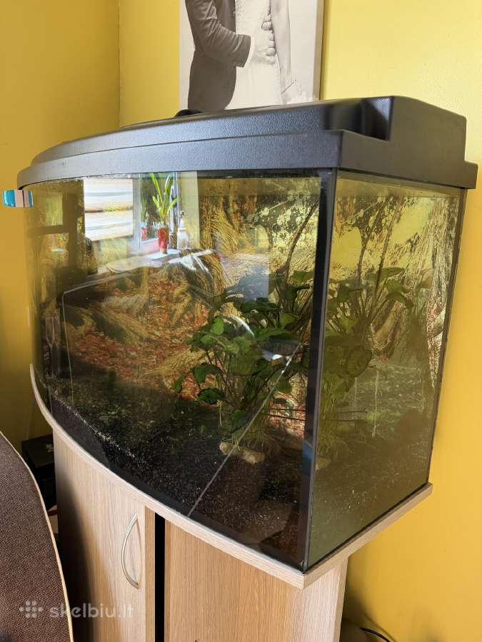 Akvariumas - nuotraukos Nr. 2