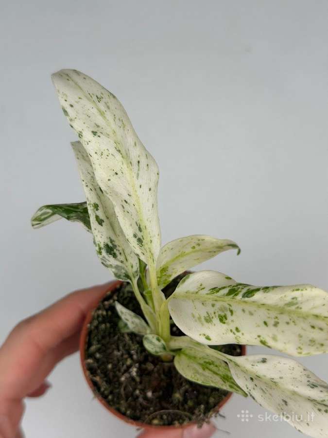 Monstera albo variegata ir kiti augalai - nuotraukos Nr. 16