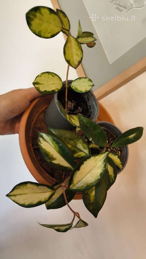 Monstera albo variegata ir kiti augalai - nuotraukos Nr. 17