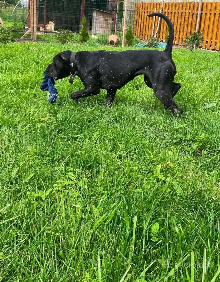 Cane Corso - nuotraukos Nr. 2