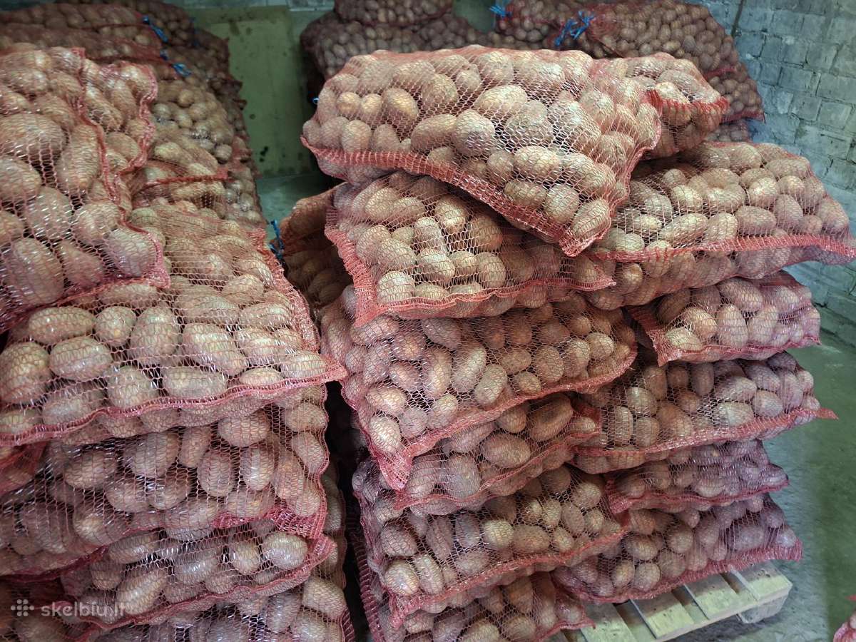 Bulvės pašarinės, maistinės - nuotraukos Nr. 5