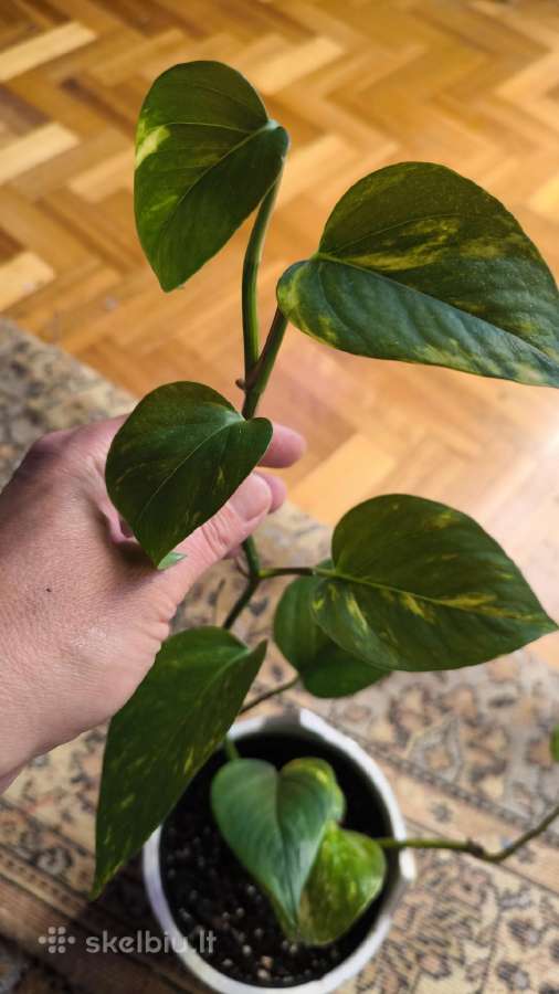 Monstera albo variegata ir kiti augalai - nuotraukos Nr. 18