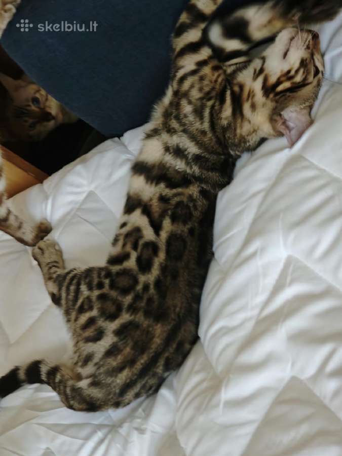 Elegantiška ir meili Bengal veislės sesė ir brolis - nuotraukos Nr. 7