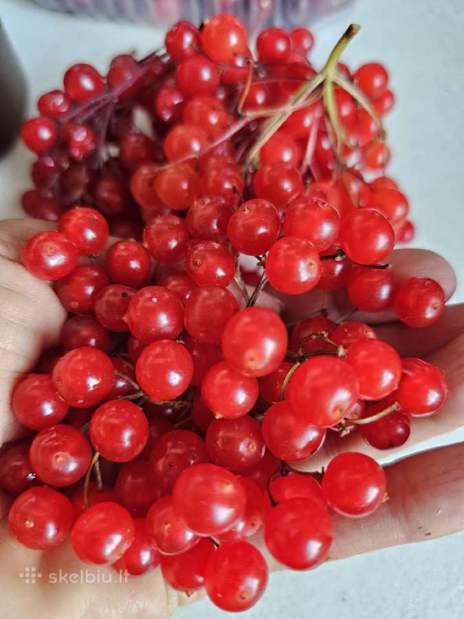 Putino uogos 1 kg Vilnius - nuotraukos Nr. 2