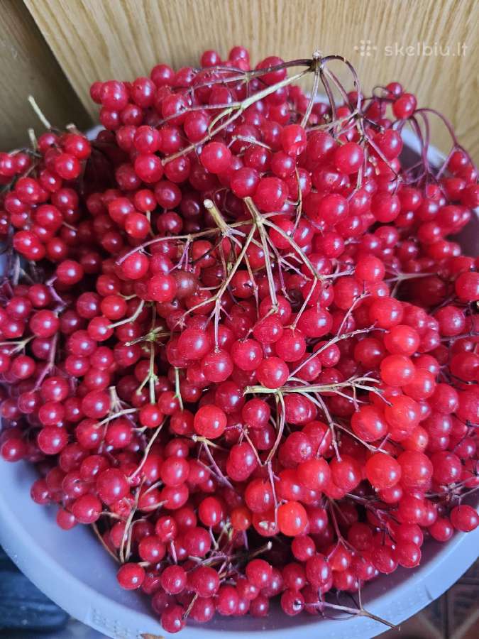 Putino uogos 1 kg Vilnius - nuotraukos Nr. 3