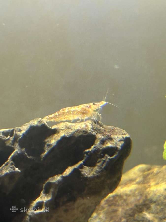 Parduodu Neocaridina krevetes - nuotraukos Nr. 2
